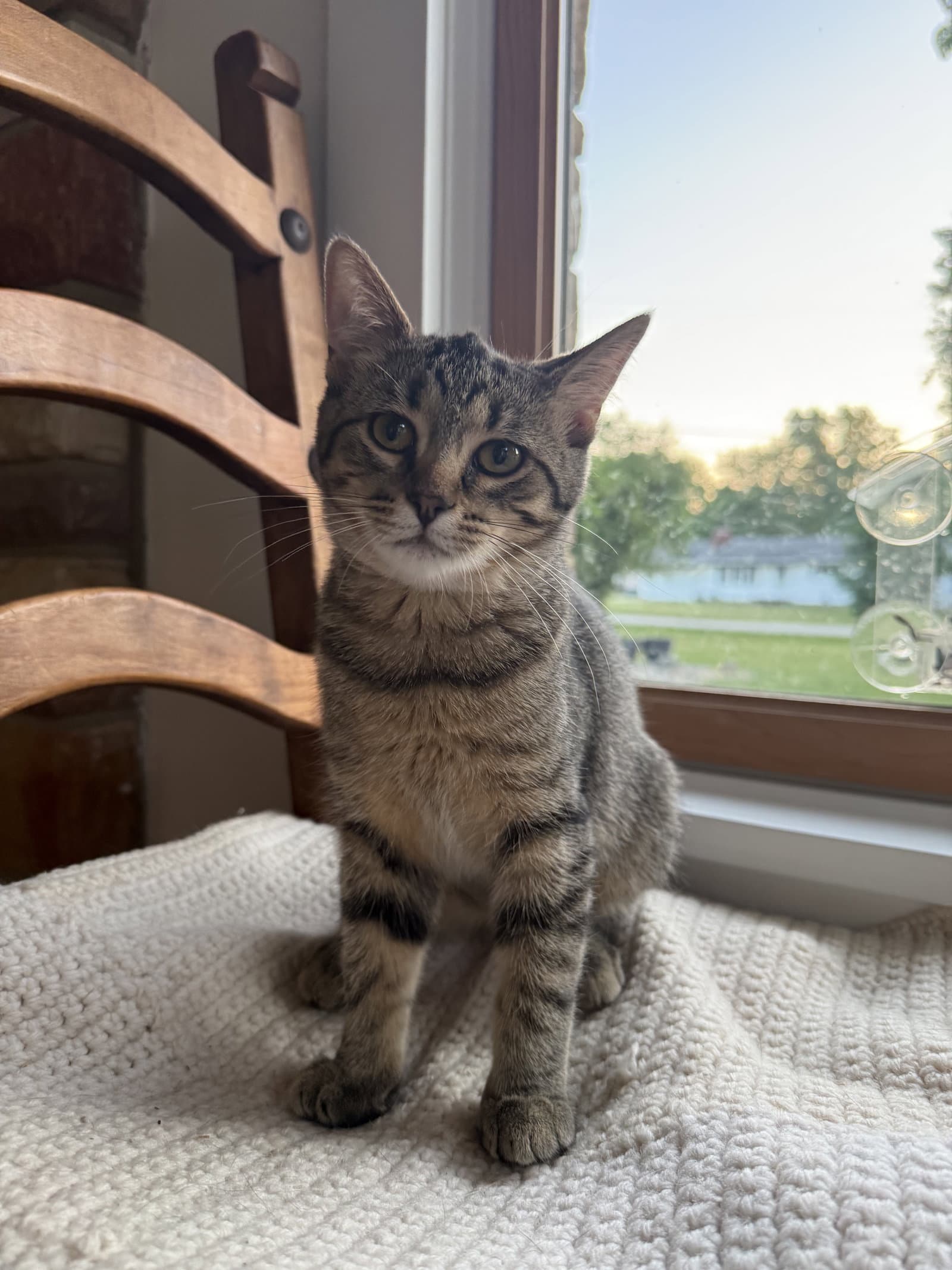 Nellie - Tabby