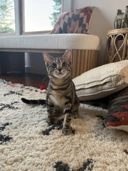 Nala image 1