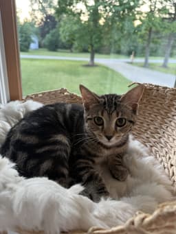 Nala image 2