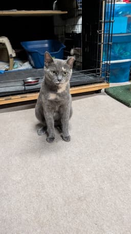 Gracie image 1
