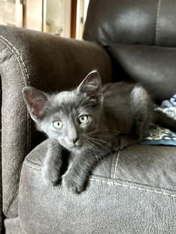 Benny image 3
