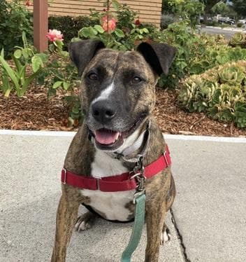 Margo - American Staffordshire Terrier