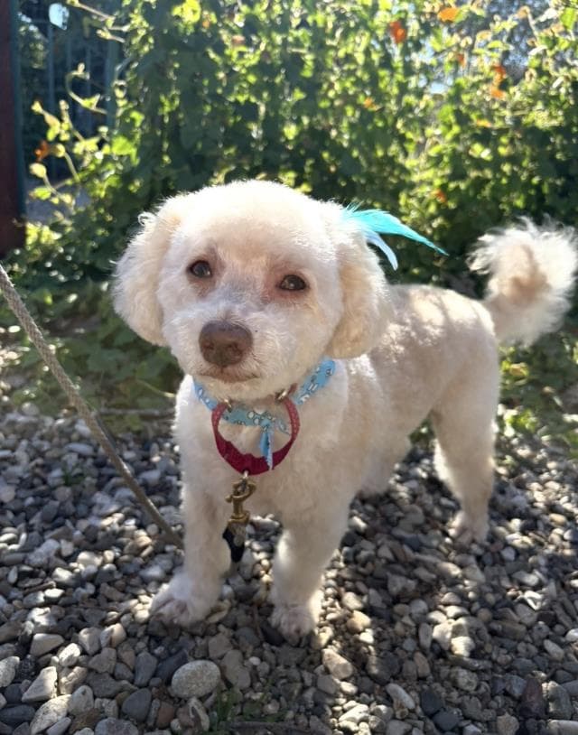 Chucky - Poodle (Toy)