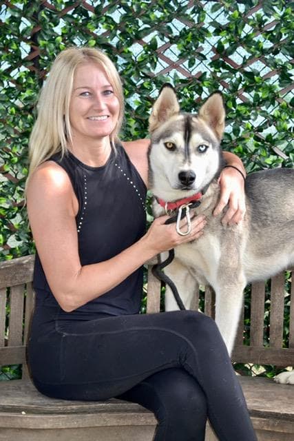 Dash - Siberian Husky