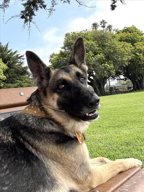 Vivian - German Shepherd Dog