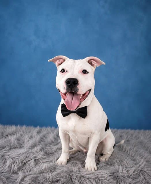 Lil Bit - Pit Bull Terrier
