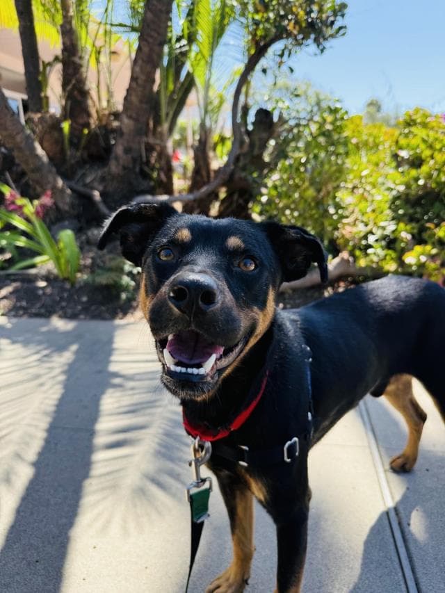 Morgan - Doberman Pinscher