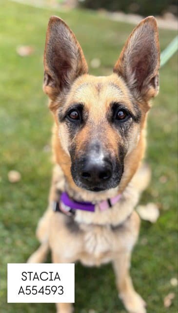 Stacia - German Shepherd Dog