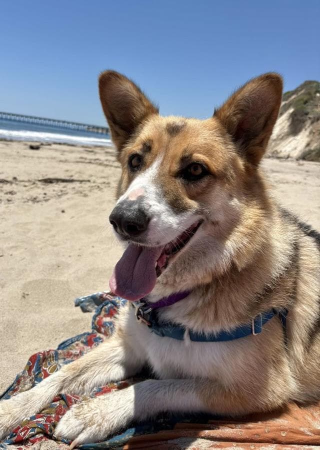 Ruka - Husky