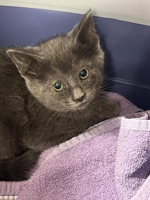 Asap-A- - Domestic Short Hair