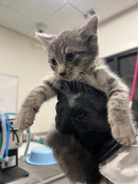 Asap-A- - Domestic Short Hair
