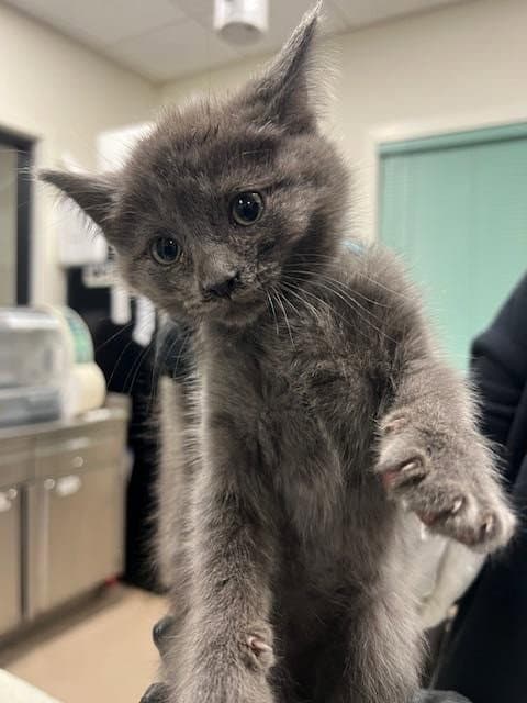 Asap-A- - Domestic Short Hair
