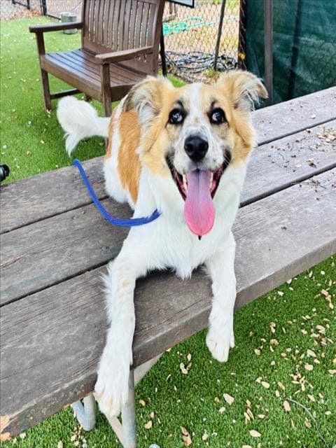 Charlie - Australian Shepherd