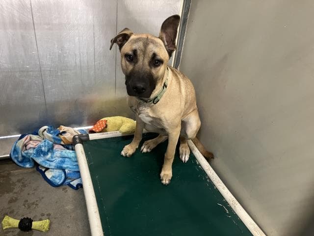 Nemo - Mastiff