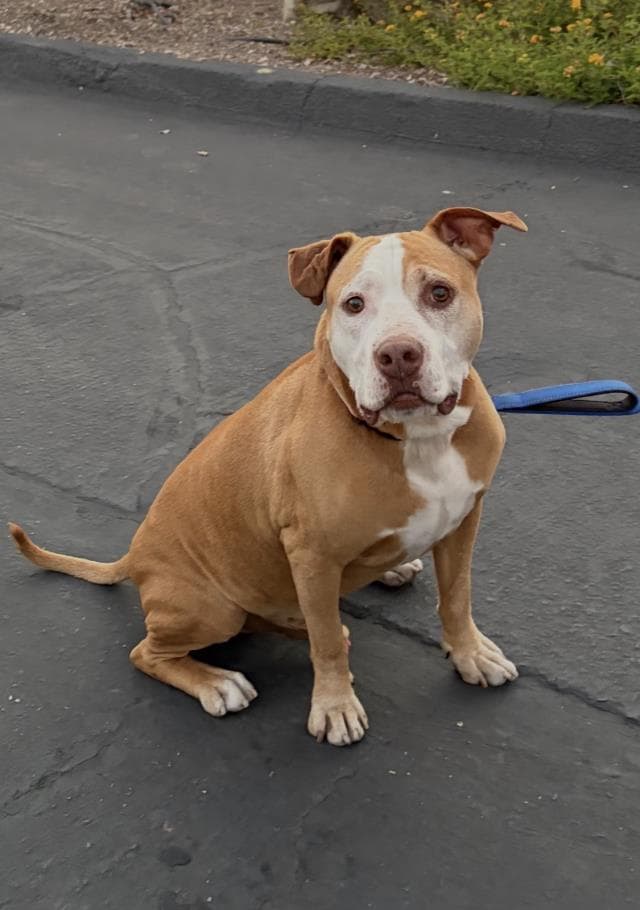 Kane - Pit Bull Terrier