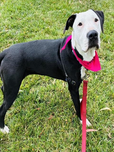 Josie - Pointer