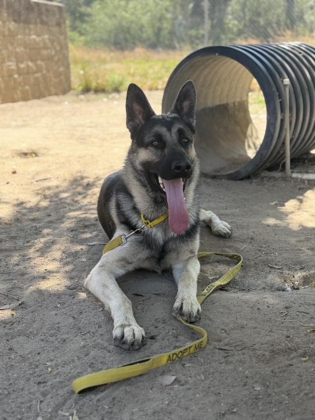 Derek - German Shepherd Dog