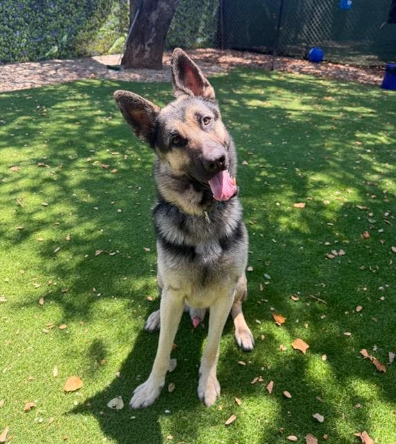 Derek - German Shepherd Dog