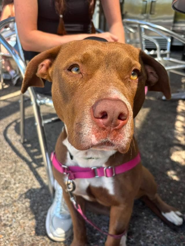 Maple - Pit Bull Terrier