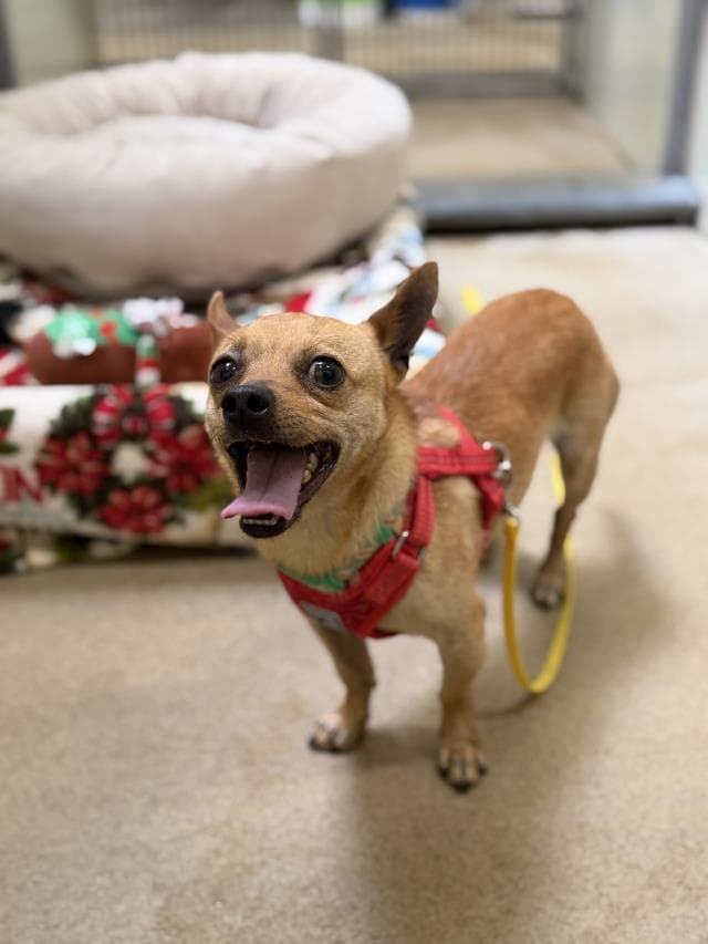 Chad - Chihuahua