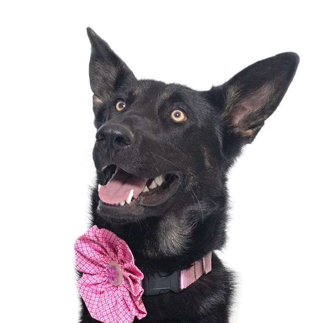 Bindi - German Shepherd Dog