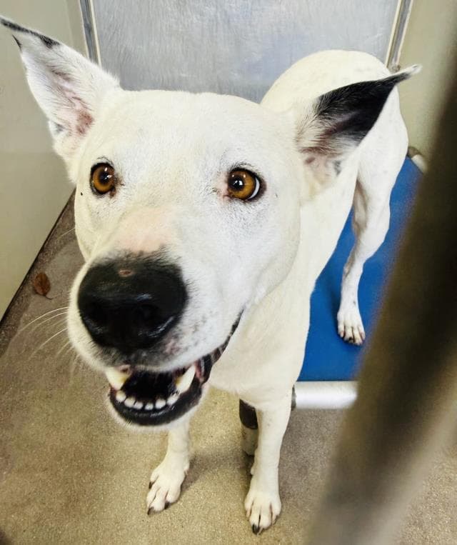 Scotty - Queensland Heeler
