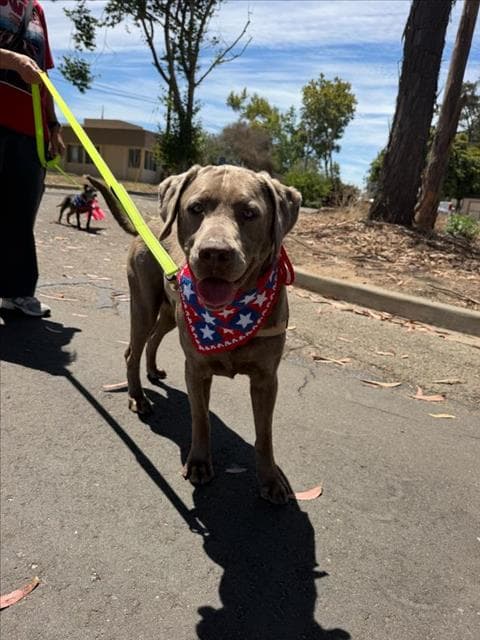 Mamba - Labrador Retriever