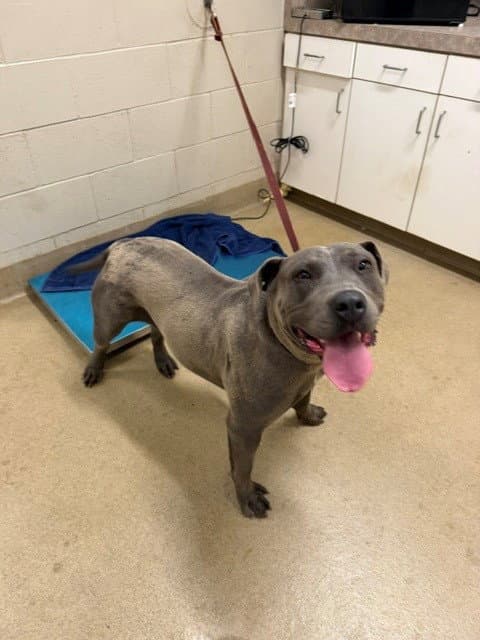 Evie - American Pit Bull Terrier