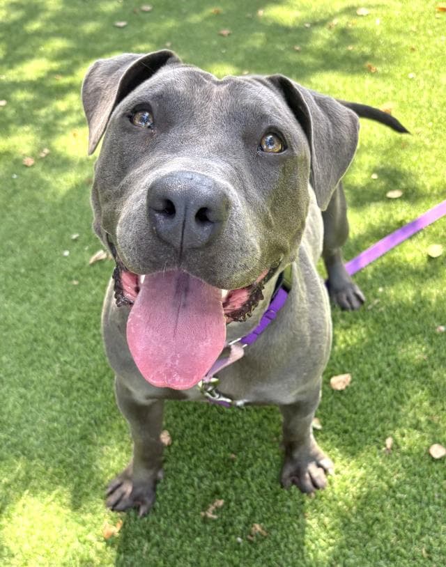 Evie - American Pit Bull Terrier