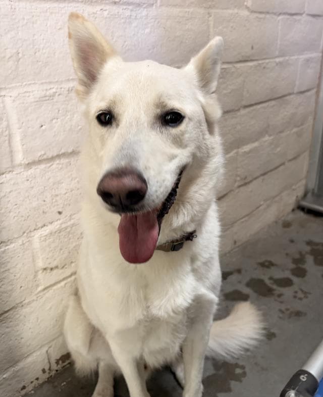 Casper - German Shepherd Dog