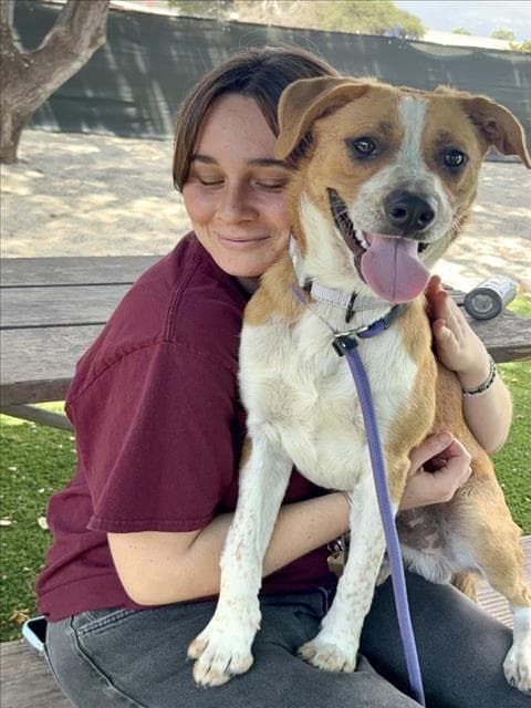Shiloh - Queensland Heeler