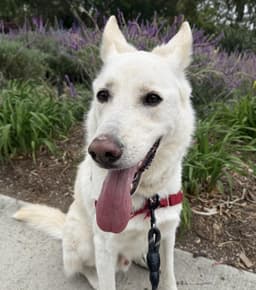 Casper image 1