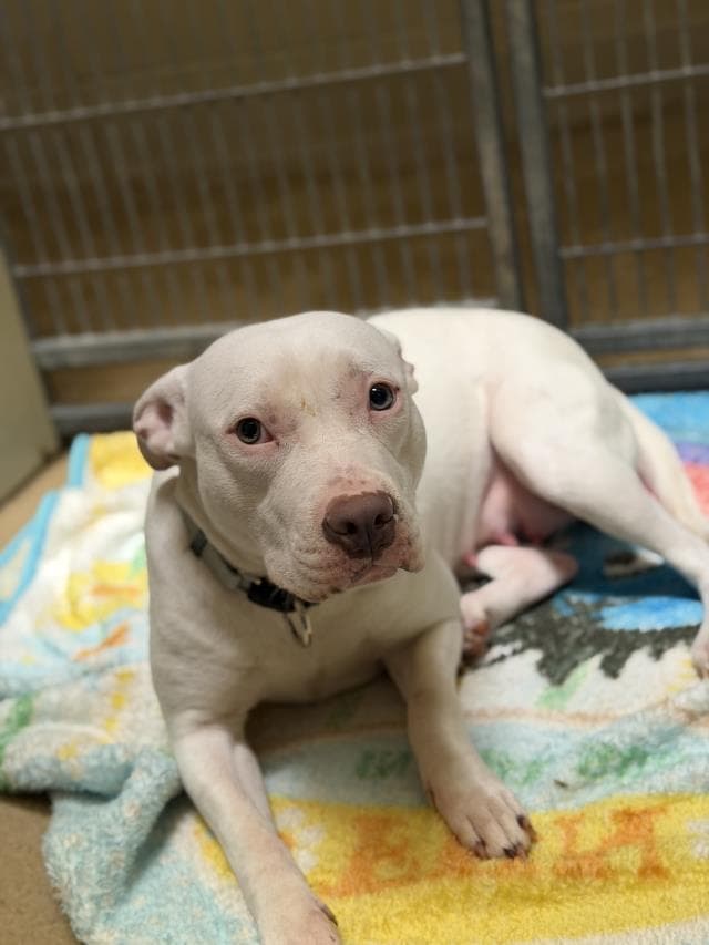 Snow - Dogo Argentino