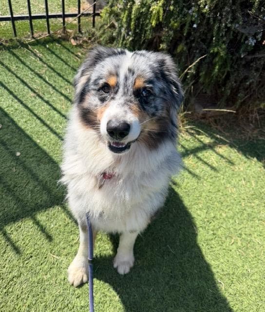 Chase - Australian Shepherd