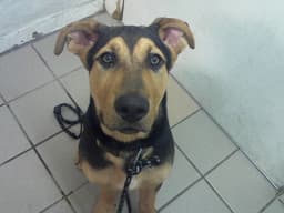 Mitsy image 1