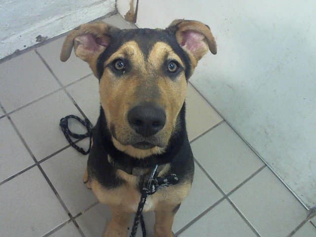 Mitsy - German Shepherd Dog