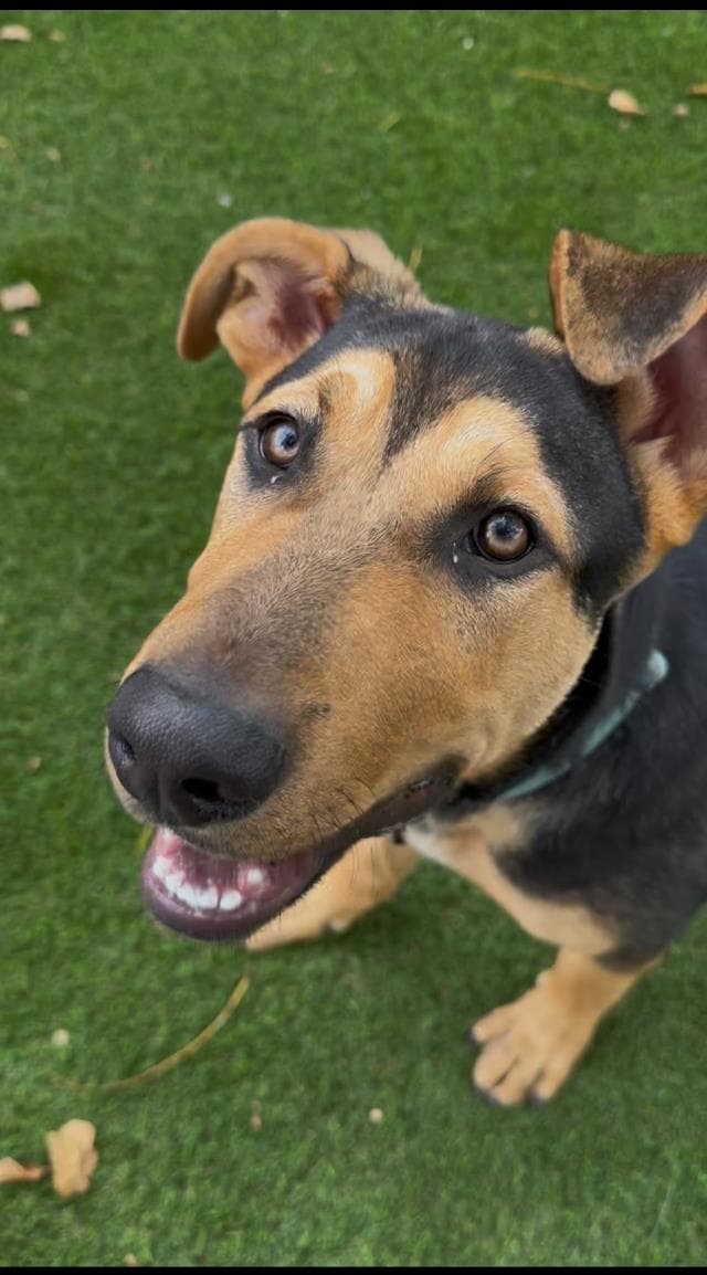 Mitsy - German Shepherd Dog