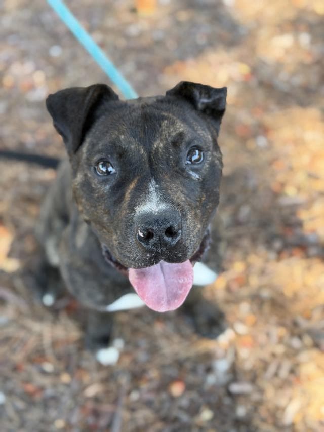 Alfie - Pit Bull Terrier