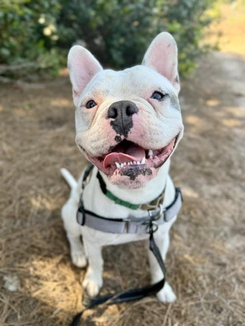 George - French Bulldog