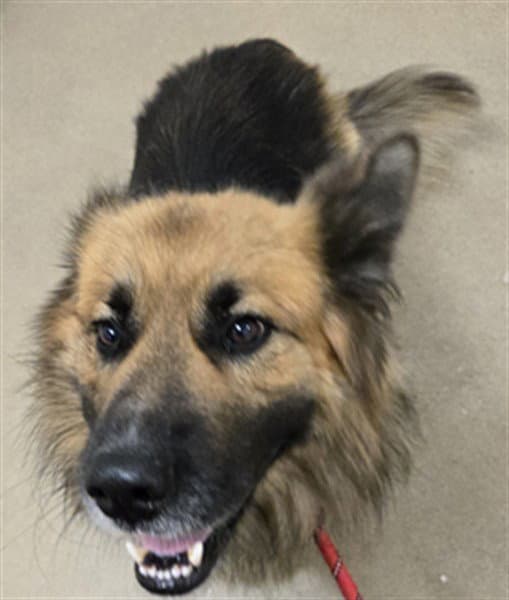 Marco - German Shepherd Dog