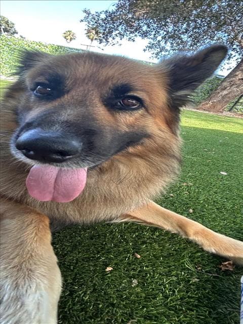 Marco - German Shepherd Dog