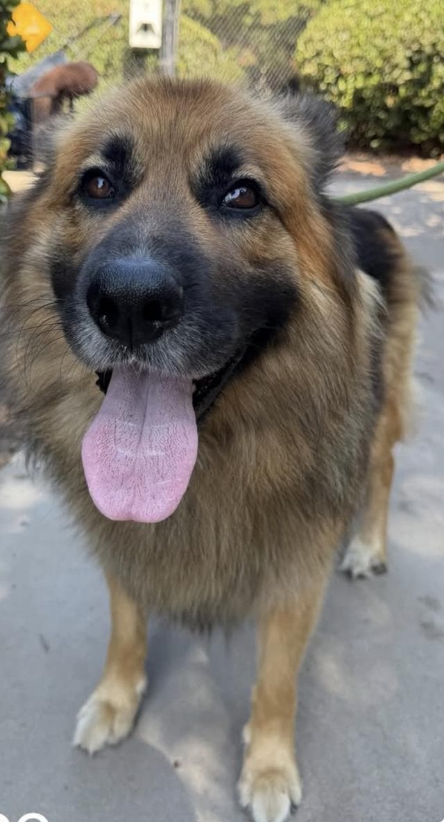 Marco - German Shepherd Dog