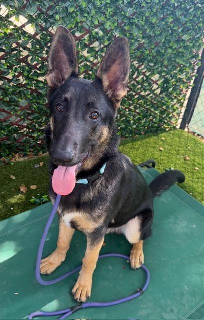 Spike - German Shepherd Dog