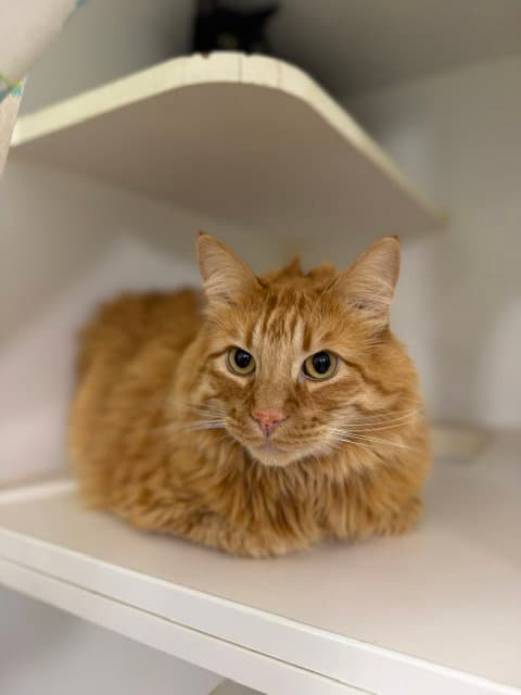 Simba - Domestic Long Hair
