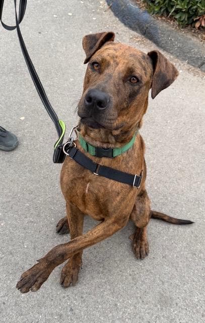 Duke - American Staffordshire Terrier