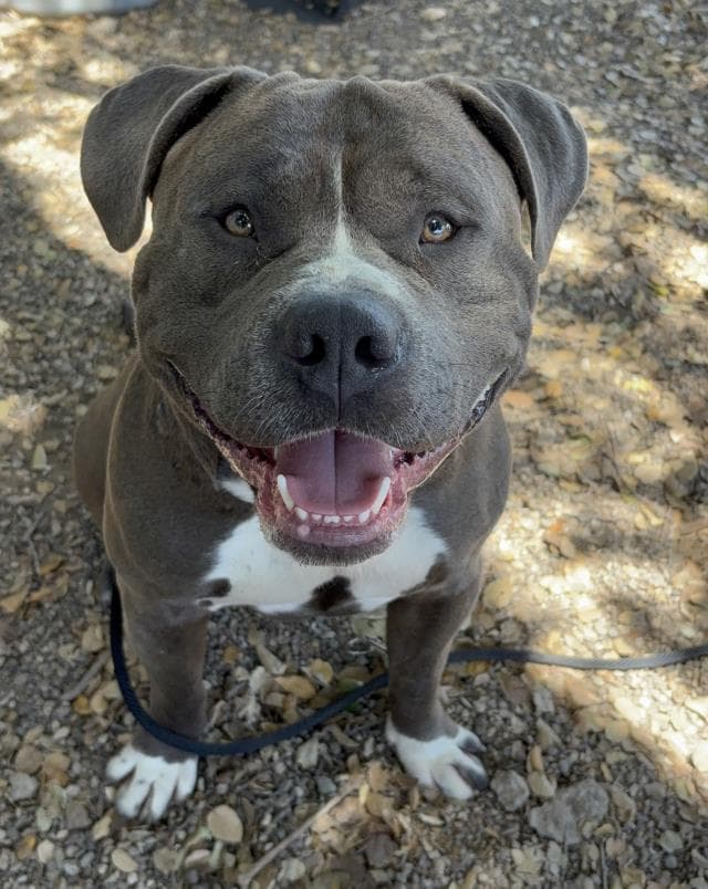 Porkchopteddy - American Bulldog