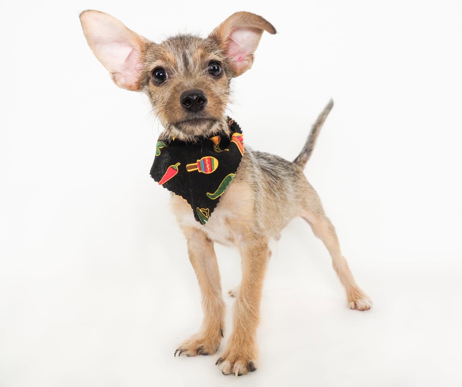 Nacho - Terrier