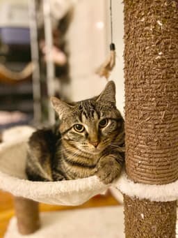 Freya image 1