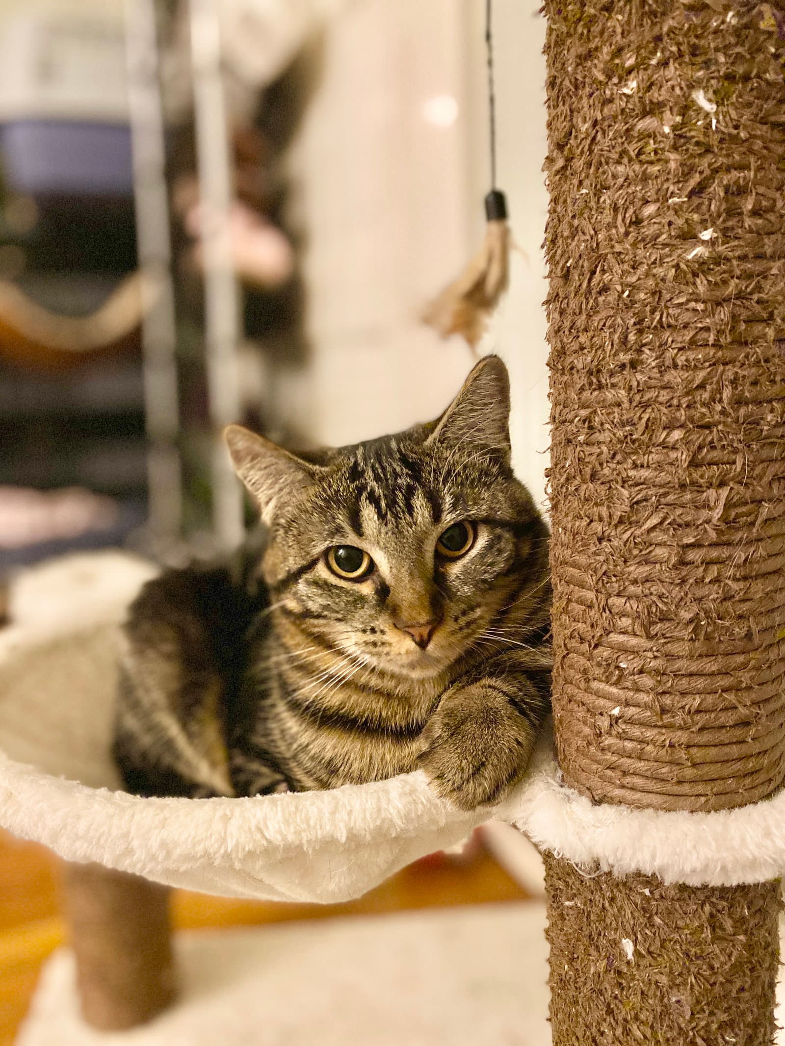 Freya - Domestic Short Hair