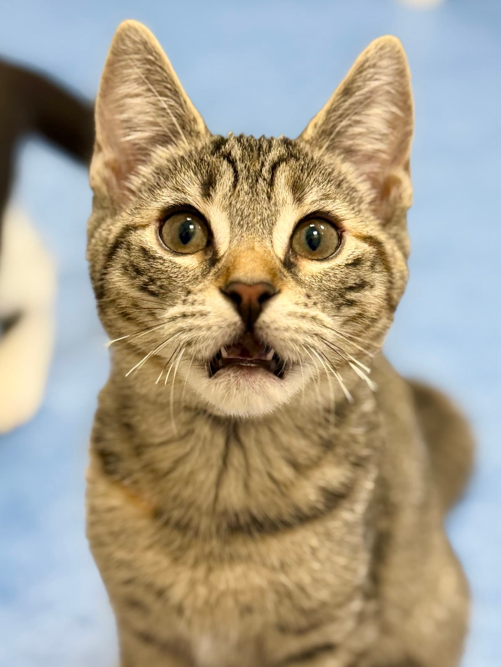 Agate - Domestic Short Hair